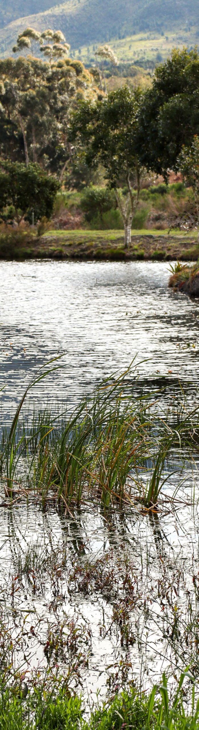Hemel en Aarde cottages dam